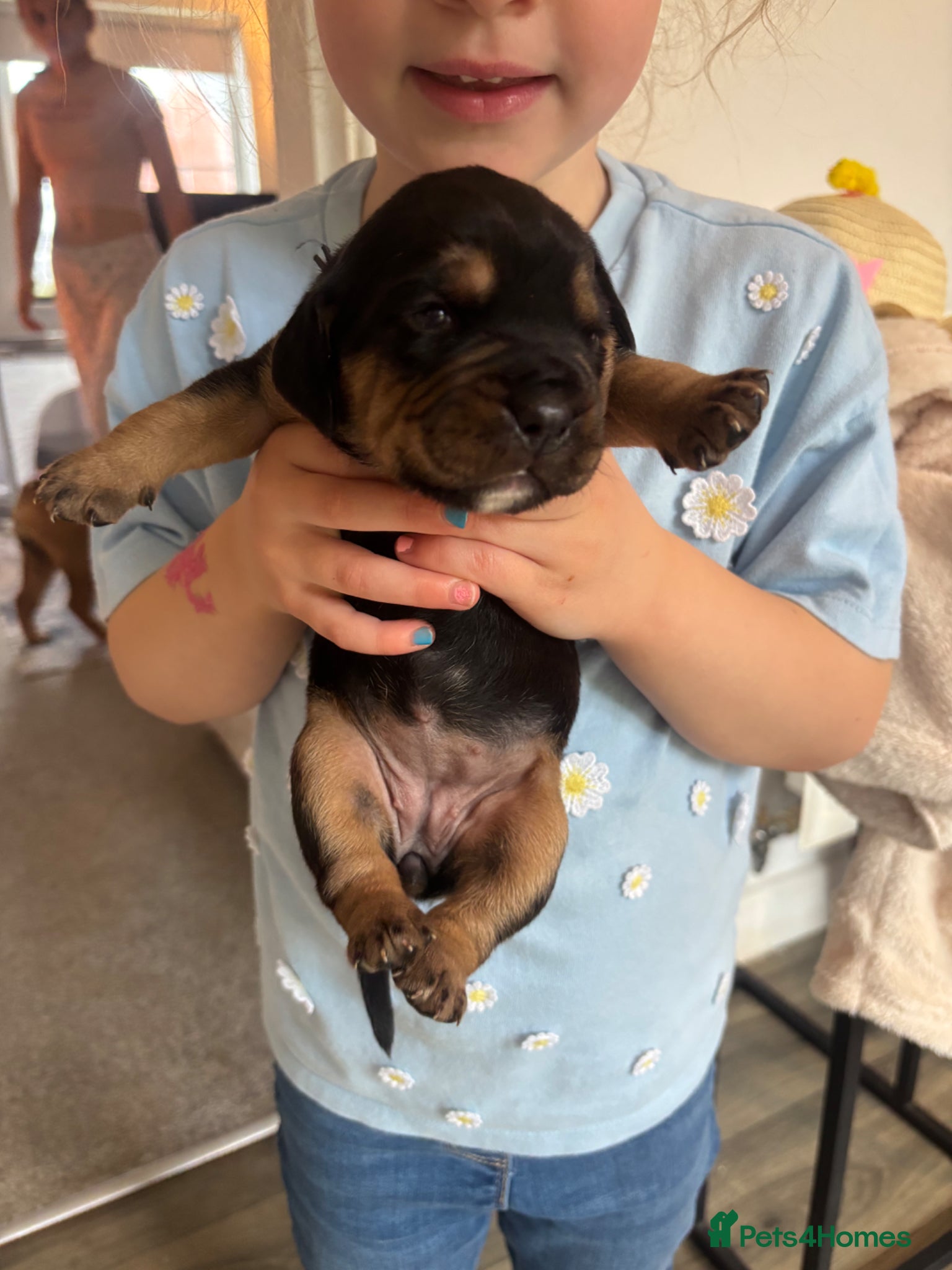 Mixed Breed dogs Cockerbull puppies born 16th March  - Advert 9