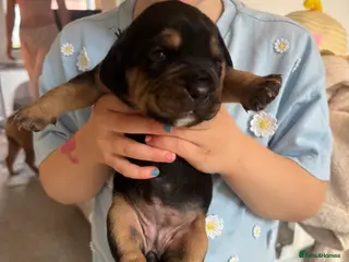 Mixed Breed dogs Cockerbull puppies born 16th March - Advert 9