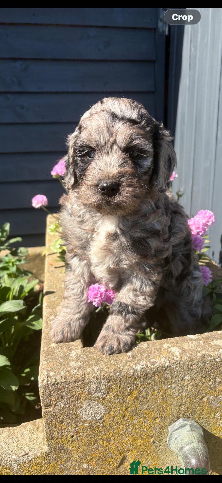 Cockapoo dogs Blue merle cockapoo - Advert 6