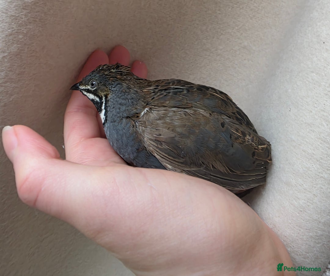 Quail poultry for sale: Male button quail - Advert 3