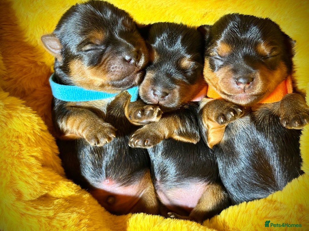 Yorkshire Terrier dogs for sale: Adorable  **  Yorkshire Terrier Puppies  - Image 8