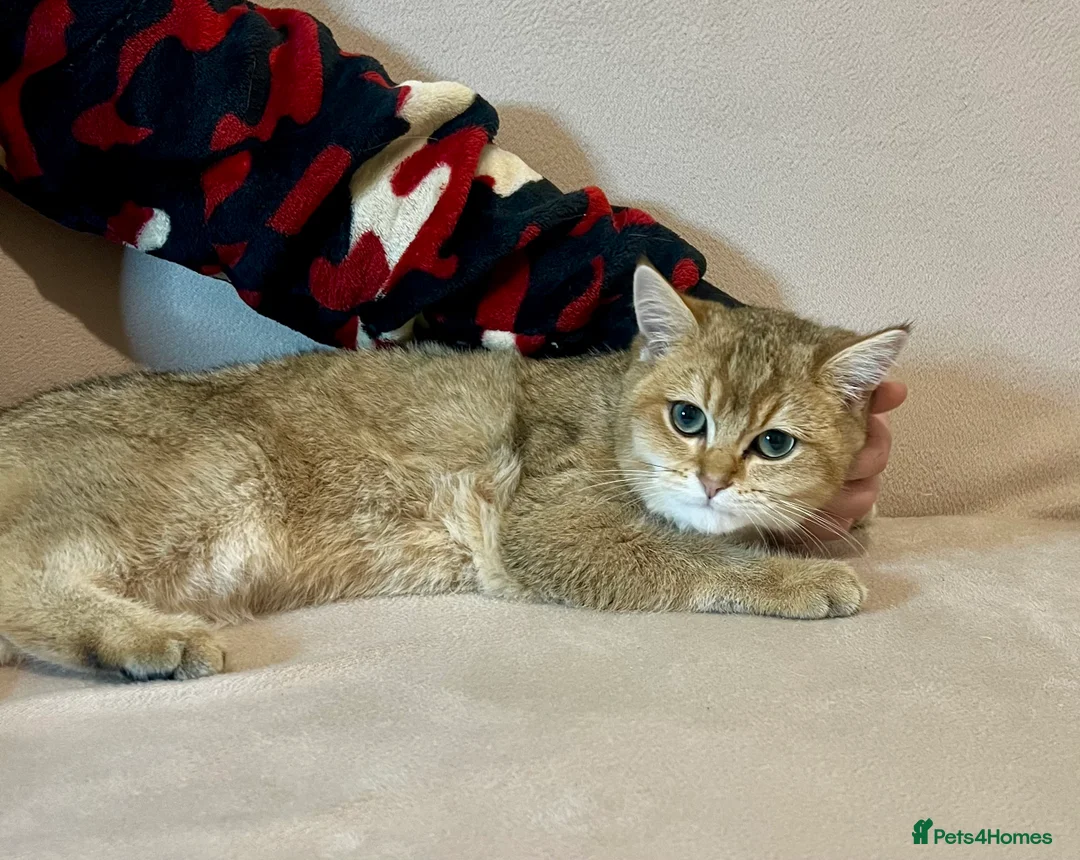 British Shorthair cats for sale: 🐾 Purebred BSH Golden kitten 🐾  - Advert 27
