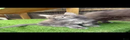 Maine Coon cats for sale: Black smoke Maine coon kittens champion blood line - Advert 7