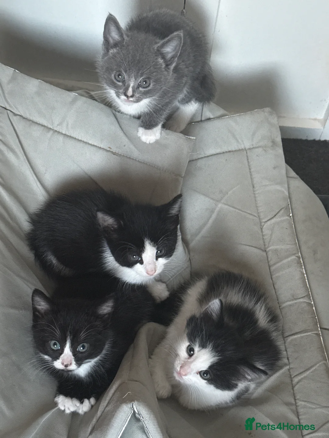 Mixed Breed cats for sale: 9 Beautiful Kittens Ready for Loving Homes - Advert 15