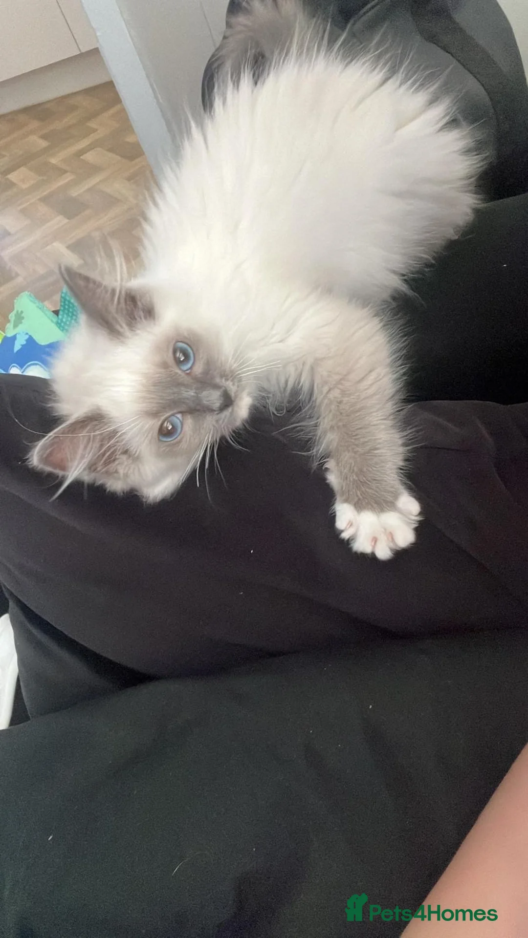 Ragdoll cats for sale: 🤩male ragdoll🤩 in Preston - Advert 4