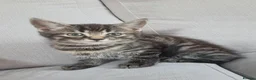 Maine Coon cats for sale: LAST MALE LEFT £120 - Advert 10