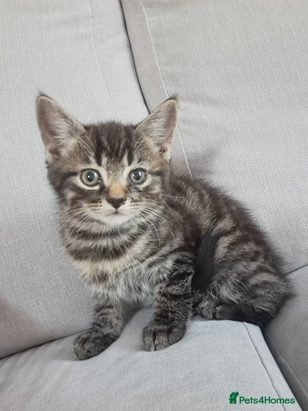 Maine Coon cats for sale: LAST MALE LEFT £120 - Advert 10