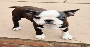 Boston Terrier dogs - Advert 1