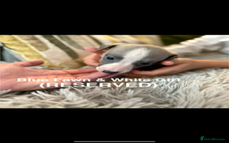 Whippet dogs for sale: 🏡 Ready Saturday! Kennel Club Whippet Puppies 🐾 - Image 16