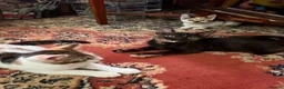 Mixed Breed cats for sale: 4 Beautiful Kittens in Erith - Advert 6