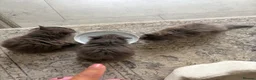 Maine Coon cats for sale: Maine Coon  - Advert 3