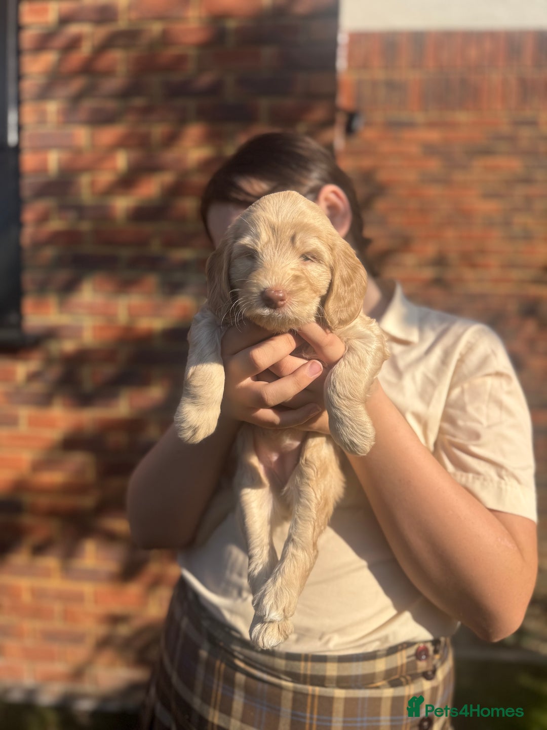 Australian Labradoodle dogs for sale: Genuine Australian Labradoodle (not poodle-lab mix in Wallington - Image 38