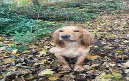 Cocker Spaniel dogs for stud: Proven Health tested Cocker spaniel for stud  in Loughborough - Image 5