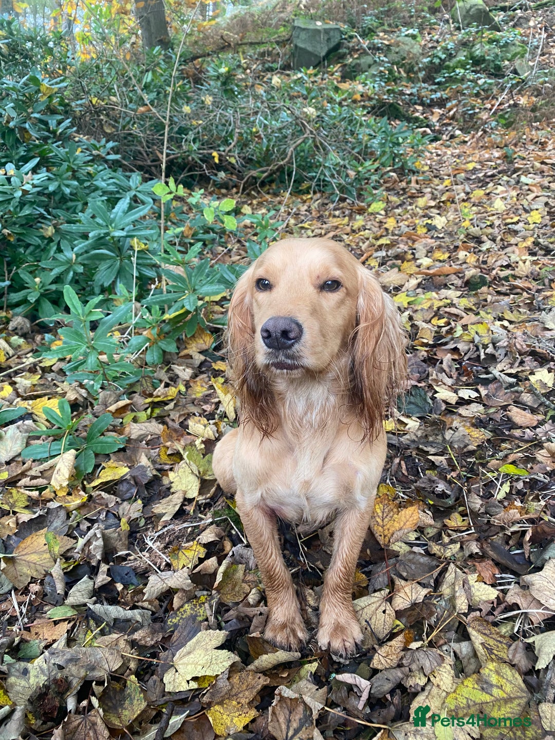 Cocker Spaniel dogs for stud: Proven Health tested Cocker spaniel for stud  in Loughborough - Image 5