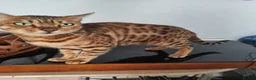 Bengal cats for sale: Pedigree Bengal kittens in West Drayton - Advert 1