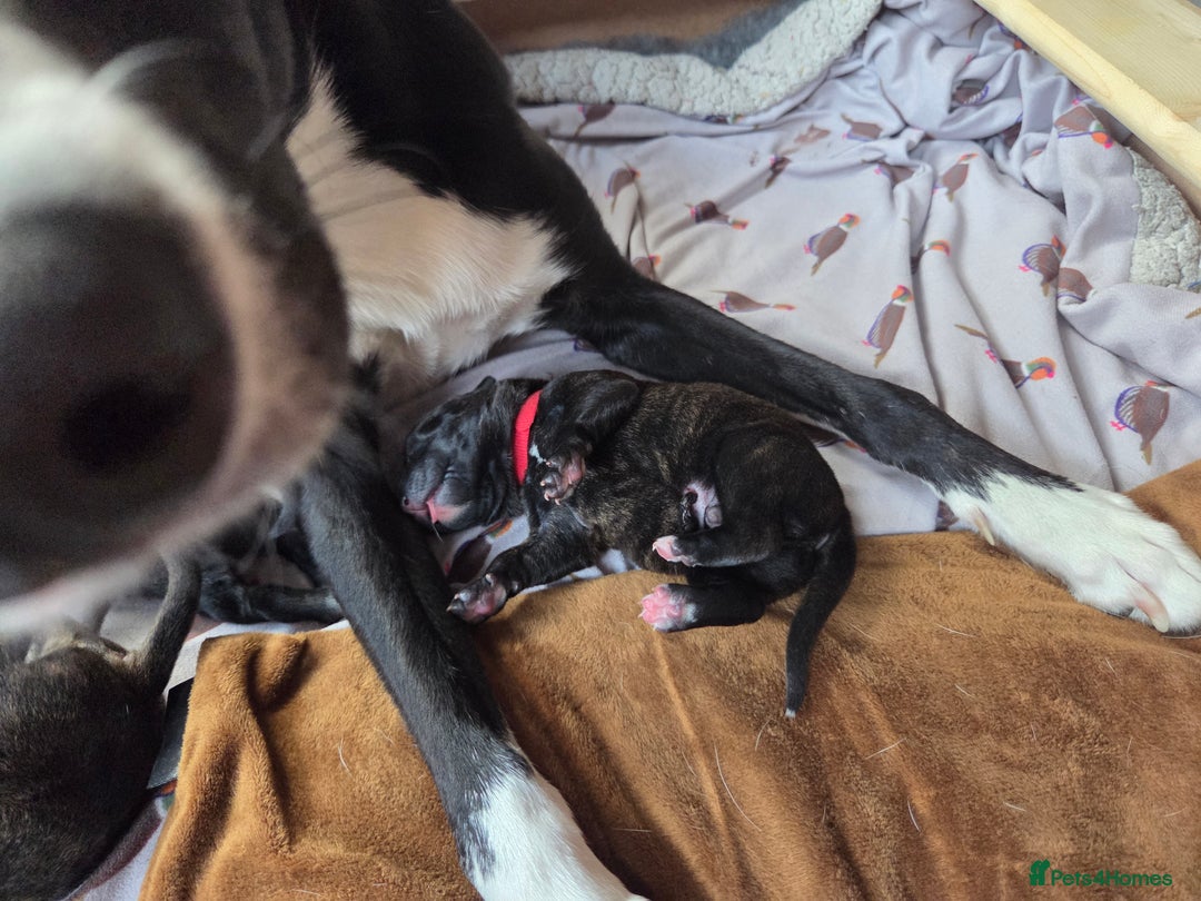 Mixed Breed dogs for sale: Beautiful Collie x K.C Staffy Pups  - Image 10