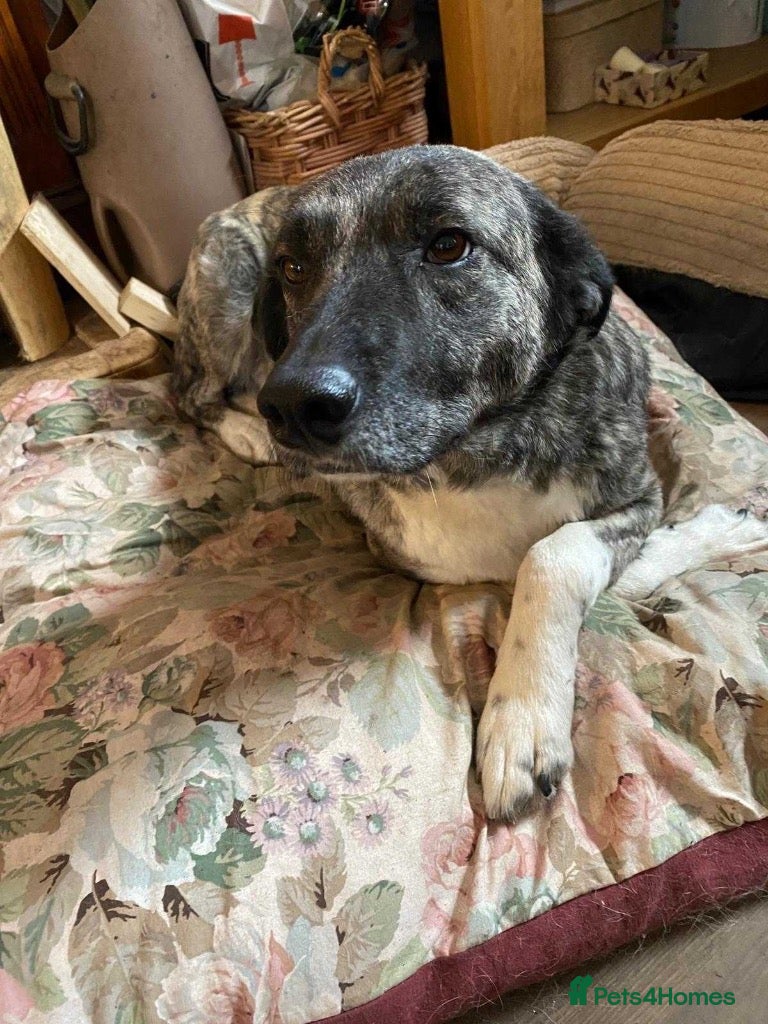 Mixed Breed dogs Meet Nigel, currently residing in Morayshire - Advert 7