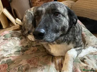 Mixed Breed dogs Meet Nigel, currently residing in Morayshire - Advert 7