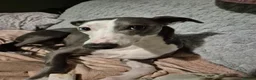 Whippet dogs for sale: 2 Whippets 5 years old - Must stay together - Advert 3