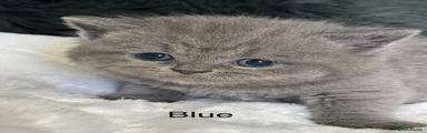 British Shorthair Scottish striaght blue girl 2