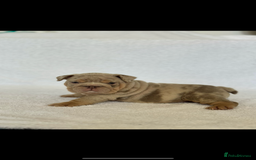 English Bulldog dogs for sale: KC registered English bulldog puppies - Image 7