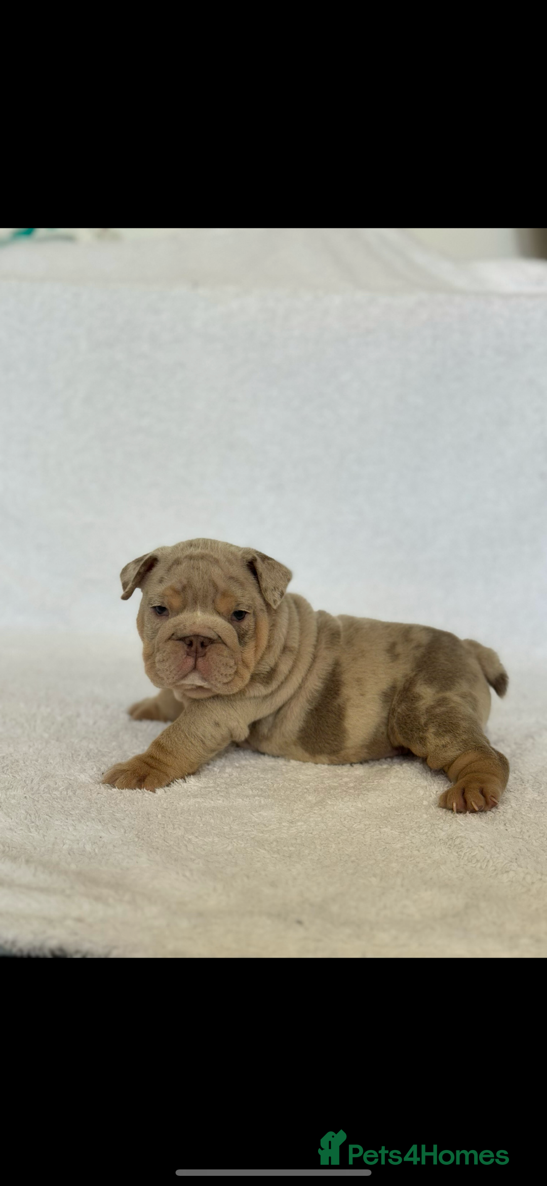 English Bulldog dogs for sale: KC registered English bulldog puppies - Image 7