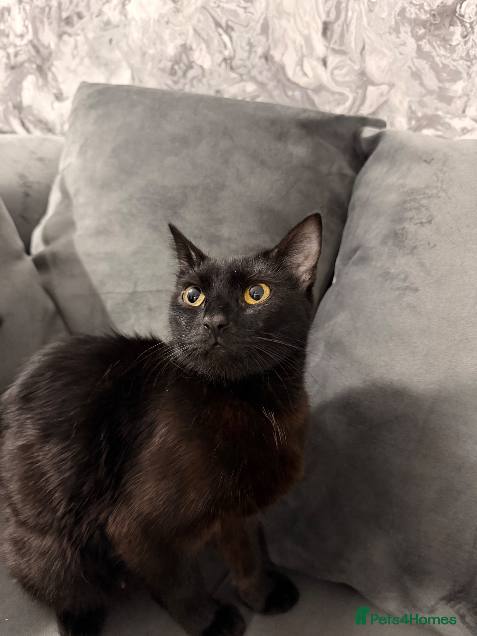 Mixed Breed cats Beautiful Black & White Kittens Ready Now 🐾 - Advert 1