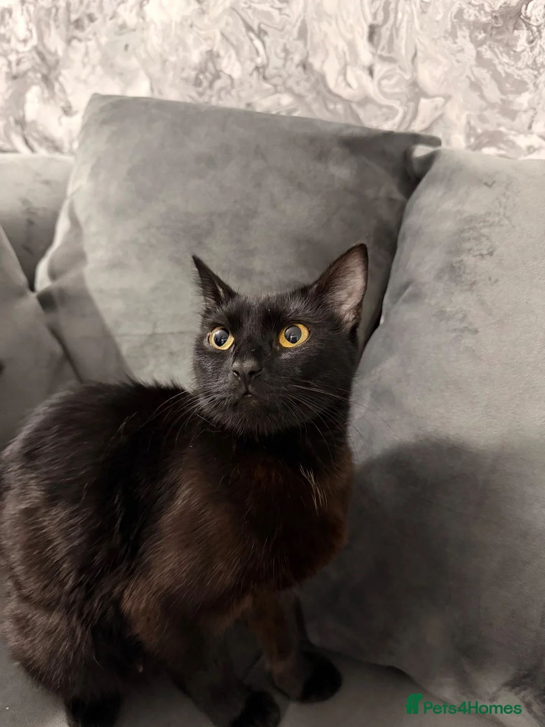 Mixed Breed cats for sale: Beautiful Black & White Kittens Ready Now 🐾 - Advert 1