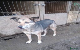 Mixed Breed dogs for adoption: Meet Lima, currently residing in North Wales - Image 8