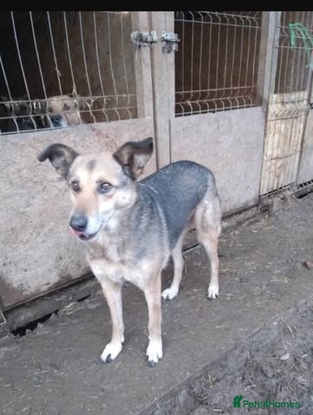 Mixed Breed dogs for adoption: Meet Lima, currently residing in North Wales - Image 8