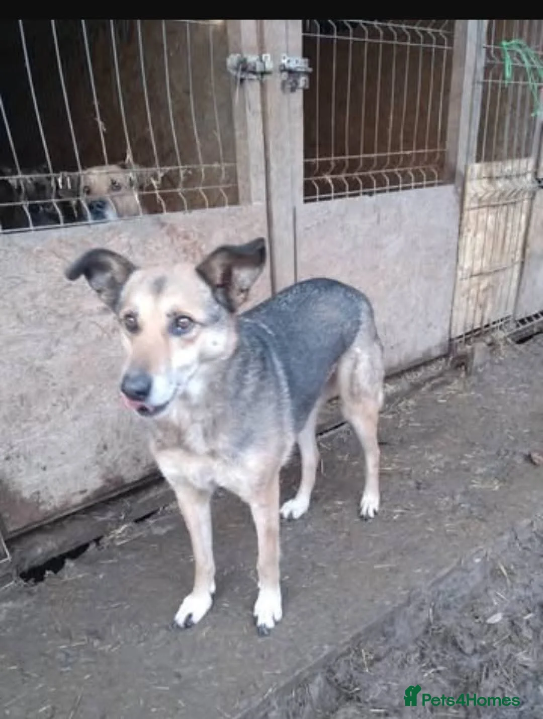 Mixed Breed dogs for adoption: Meet Lima, currently residing in North Wales - Advert 8