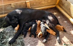 Labradoodle dogs for sale: Mr . Ted - Image 3