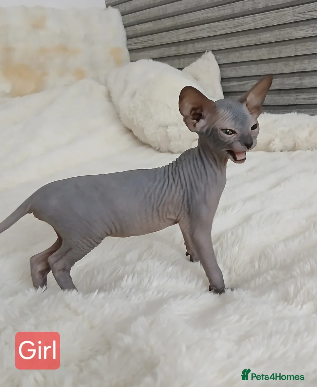 Sphynx cats for sale: Beautiful  Sphynx kitten for sale  - Advert 2