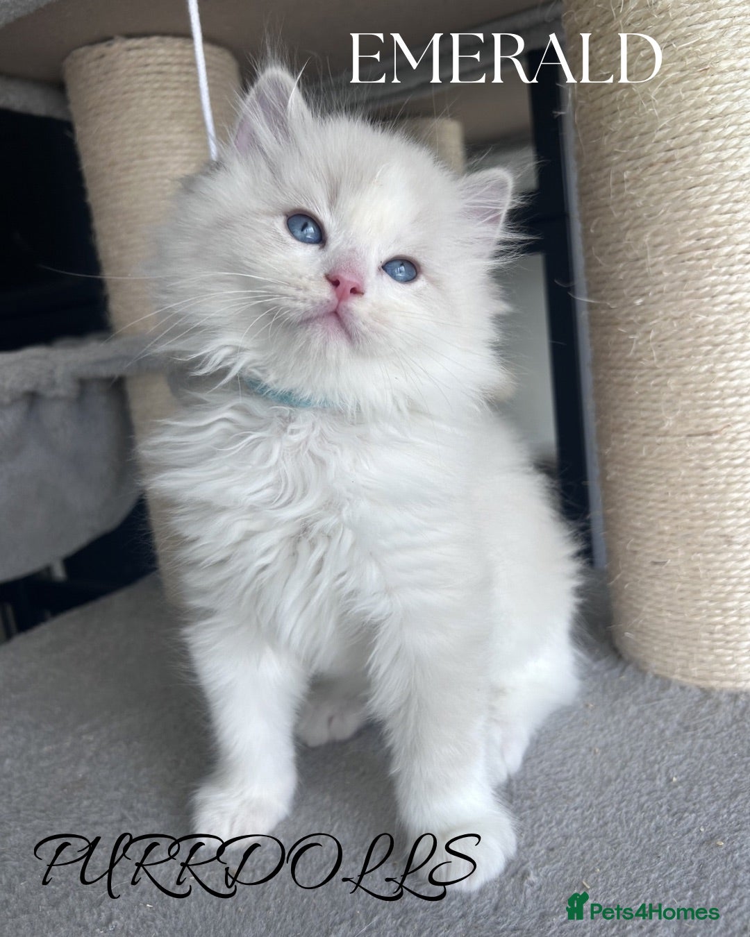 Ragdoll cats Tica registered ragdoll kittens  - Advert 11