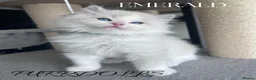 Ragdoll cats for sale: Tica registered ragdoll kittens  - Advert 1