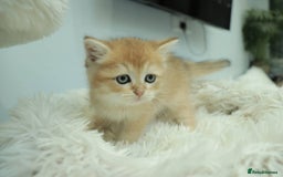 British Shorthair cats for sale: Stunning Champion Bloodlines kittens  - Advert 7