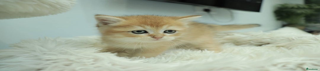 British Shorthair Kitten 1