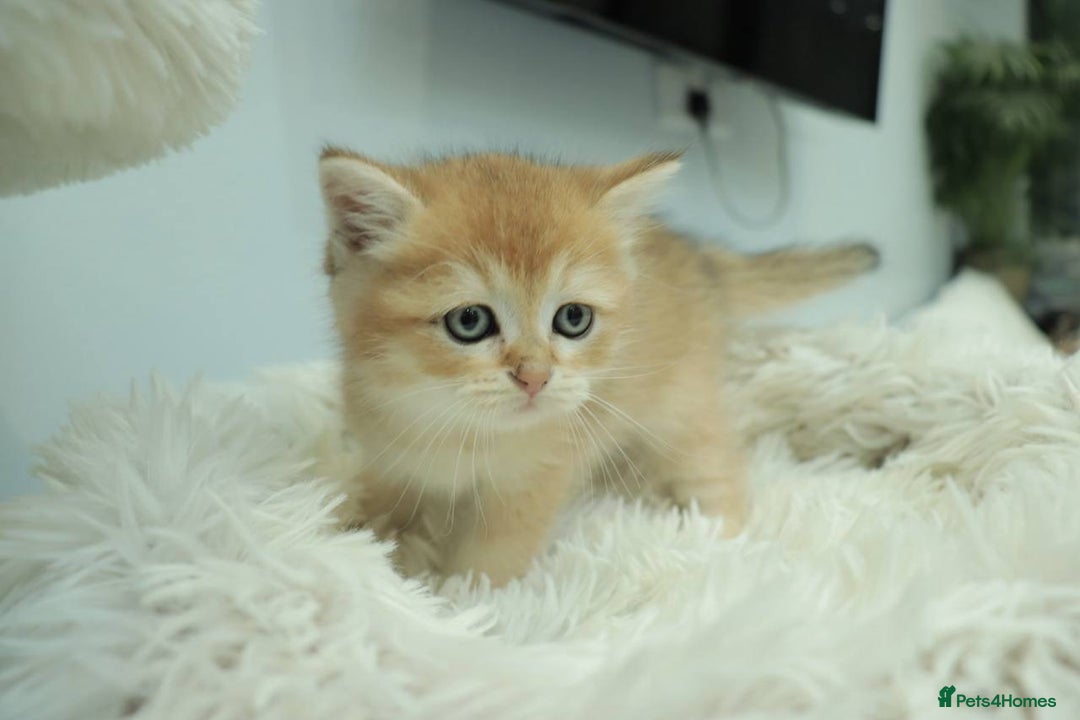 British Shorthair cats for sale: Stunning Champion Bloodlines kittens  - Advert 7
