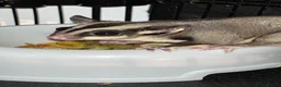 Sugar Glider rodents for sale: 2 female sugar glders in South Ockendon - Advert 21