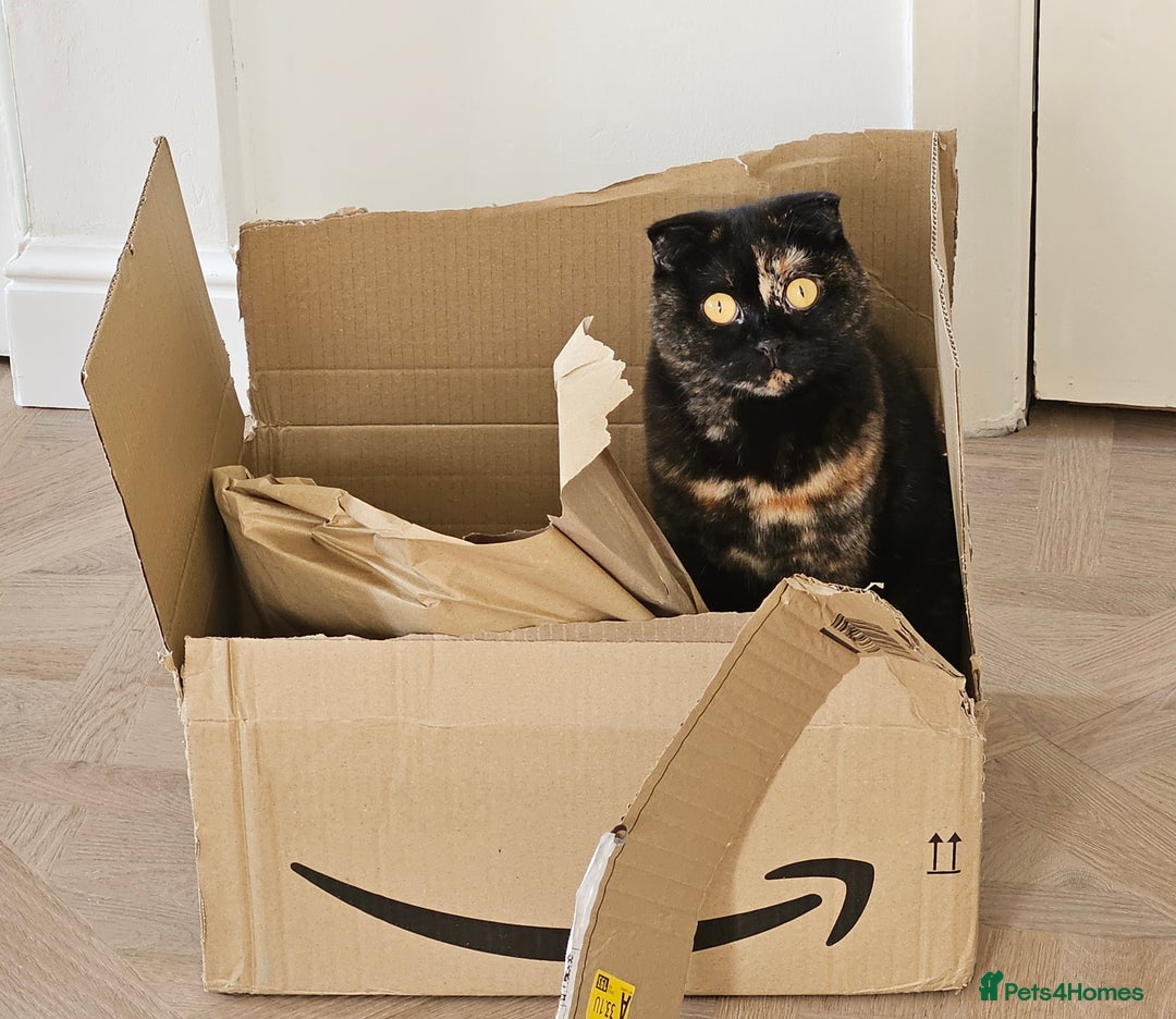 Scottish Fold cats for sale: Tortie girl, wonderful personality, 1.5years old - Advert 5