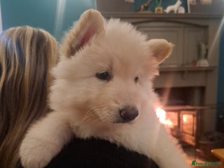 German Shepherd dogs White German Shepherd - Advert 6