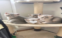 British Shorthair cats for sale: Adorable British Shorthair Kittens  - Image 3
