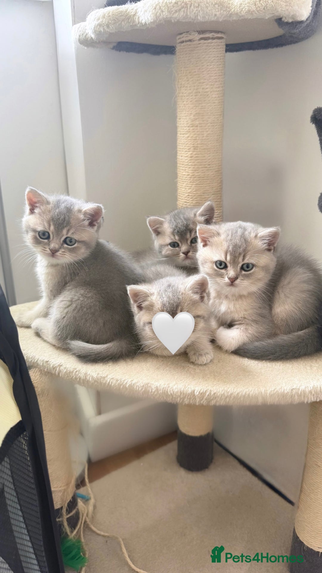 British Shorthair cats for sale: Adorable British Shorthair Kittens  - Image 3