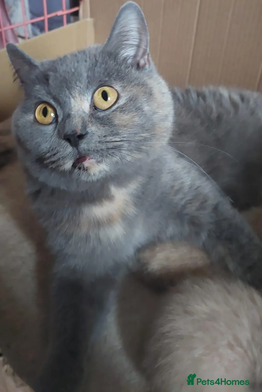 British Shorthair cats for sale:  💜🖤 British Shorthair Kittens 🖤💜 - Advert 2