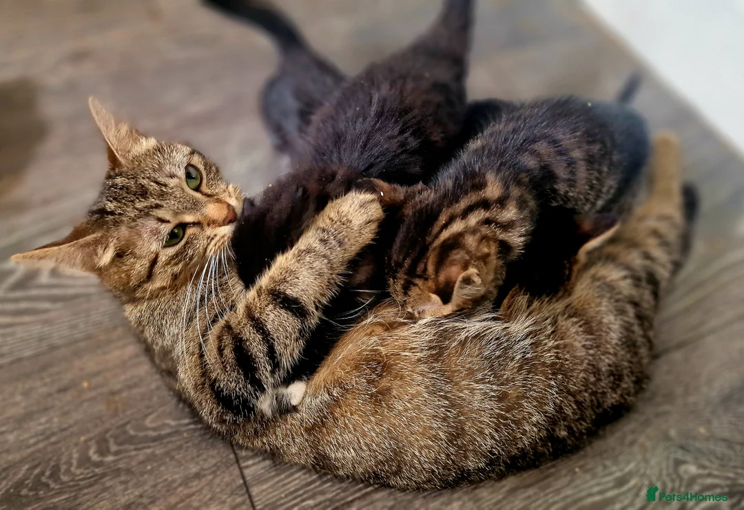 Mixed Breed cats for sale: Tabby and B&W Long and Short Hair Kittens - Advert 2