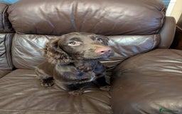Cocker Spaniel dogs for sale: Last girl looking for forever home. - Image 1