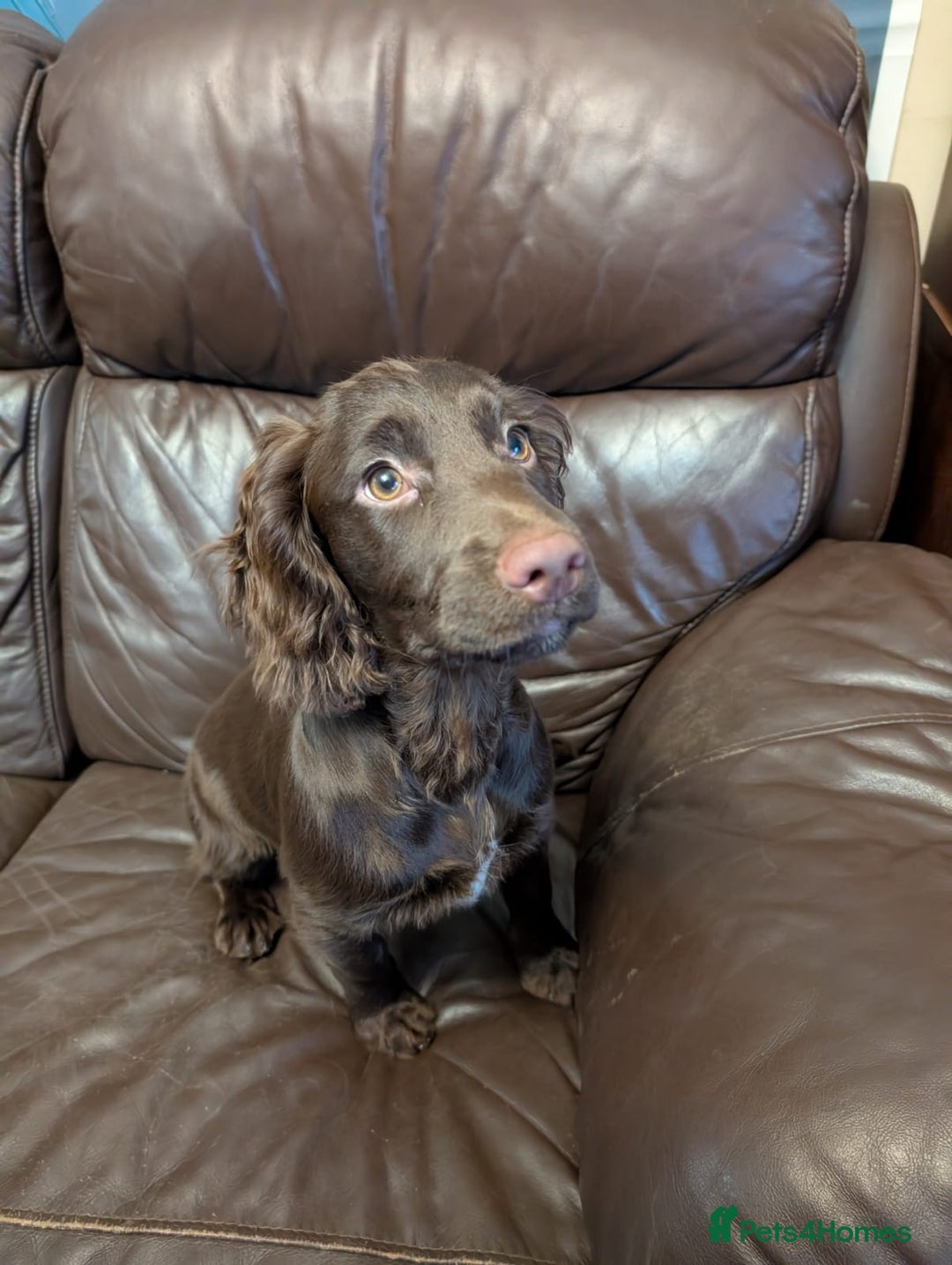 Cocker Spaniel dogs for sale: Last girl looking for forever home. - Image 1