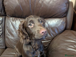 Cocker Spaniel dogs - Advert 25