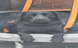 Labrador Retriever dogs for sale: 2 beautiful male black labradors for sale.  - Advert 2