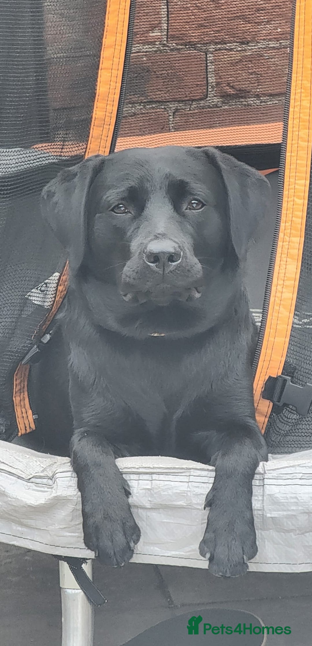 Labrador Retriever dogs for sale: 2 beautiful male black labradors for sale.  - Advert 2